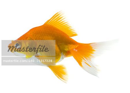 Close-up of a goldfish