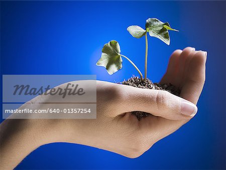 Nahaufnahme einer Frau Hand hält ein Bäumchen Pflanzen