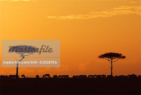 Silhouette der eine Herde von gnus in einer Weide Weiden