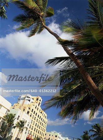 Low angle view of palm trees and buildings