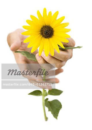 Gros plan des mains tenant une fleur jaune