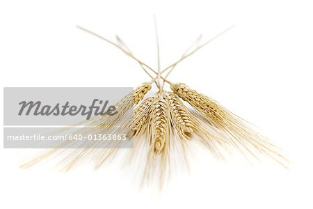 Gros plan de tiges de blé
