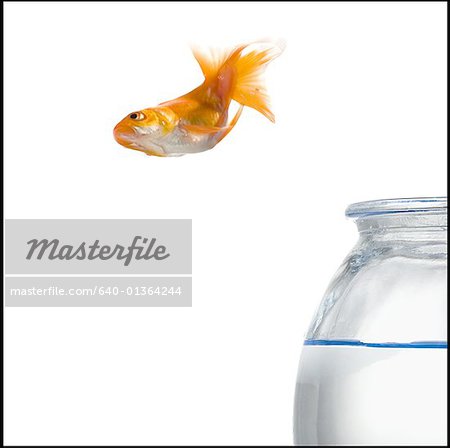 Goldfish jumping out of a fishbowl