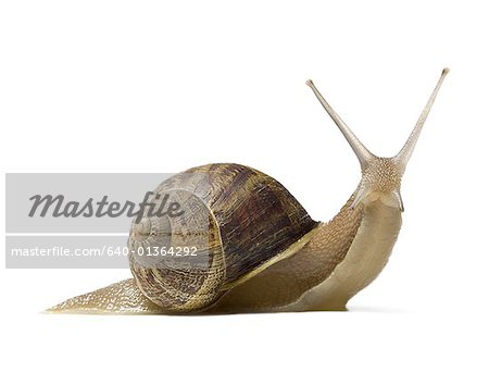 Close-up of a snail on a white background, silhouette