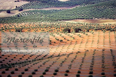 Vue d'ensemble des vergers d'Olive, Andalucia, Espagne
