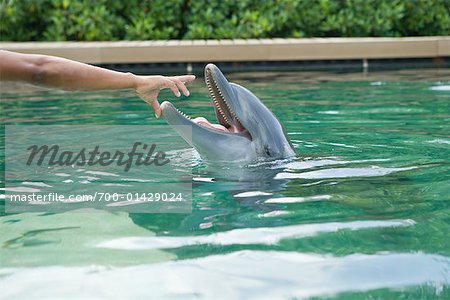 Person Feeding Dolphin