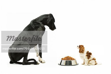 Chiens avec un bol de nourriture pour chiens