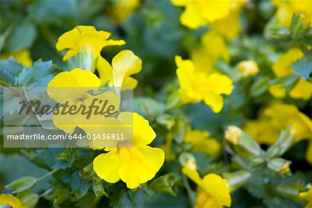 Nasturtium flowers