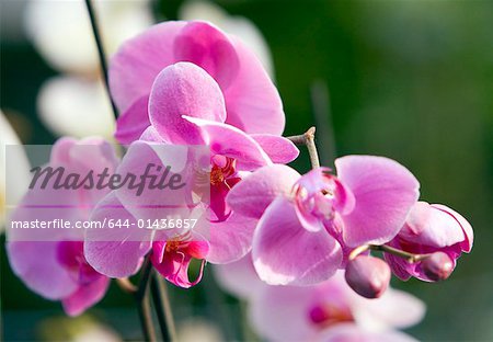 Orchid cymbidium flowers