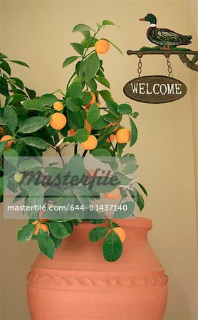 Potted plant and welcome sign