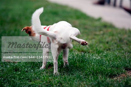 Dog lifting his leg