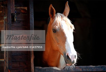Closeup of horse