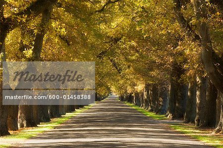 Rue bordée d'arbres, Hastings, North Island, Nouvelle-Zélande