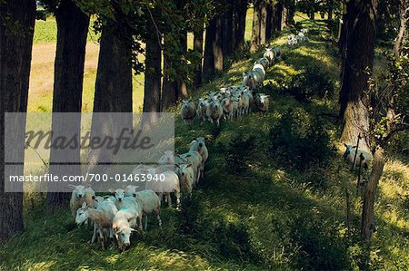 Schafe, Kats, Zeeland, Niederlande