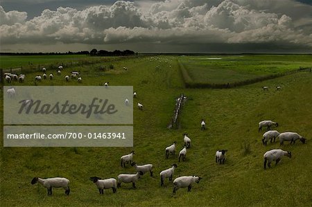 Sheep, Zeeland, Netherlands
