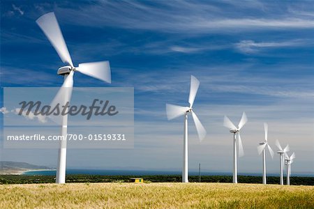 Wind Turbines in Corn Field