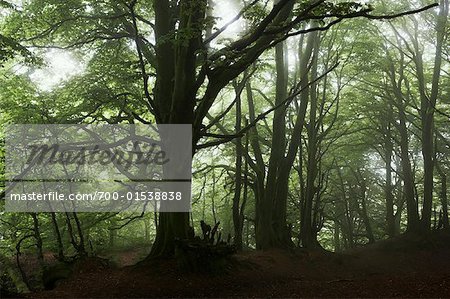 Buche Bäume in Woodland, Devon, England, Vereinigtes Königreich