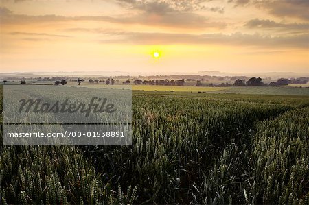 Tractor Path, Wheat Field, Midlothian, Scotland, UK