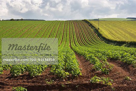 Potato Field, Scottish Borders, Scotland, United Kingdom