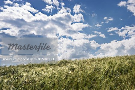 Wheat Field, Scottish Borders, Scotland, United Kingdom