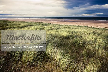 Gras am Strand, East Lothian, Schottland