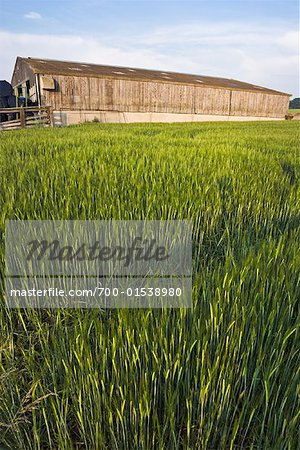 Wheat Field, Midlothian, Scotland