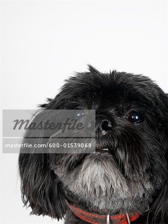 Porträt des Lhasa Apso