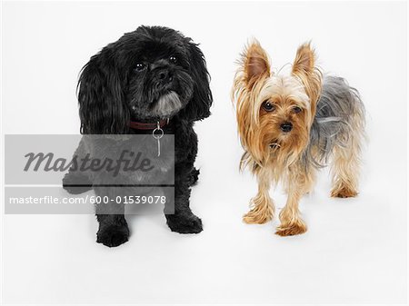 Portrait de Lhassa Apso et Yorkshir Terrier