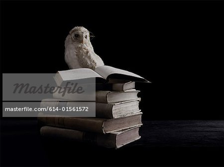 Wise owl and books