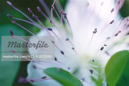 Fleurs, gros plan sur étamine