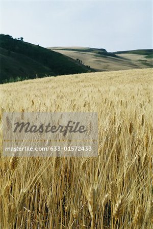 Wheat field