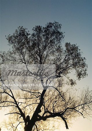 Arbre au crépuscule, vue d'angle faible, rétro-éclairé