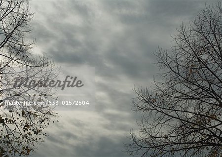 Cloudy sky and bare branches