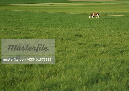 Vaches paissant dans les pâturages verts