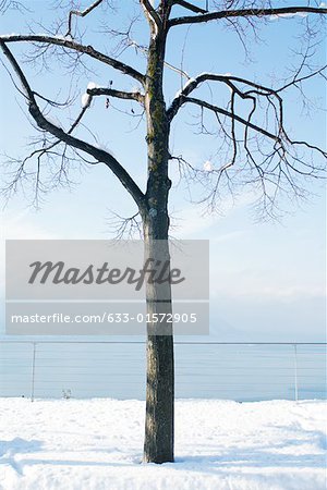 Tree overlooking lake, snow on ground and tree