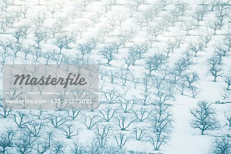 Switzerland, snow-covered orchards, full frame