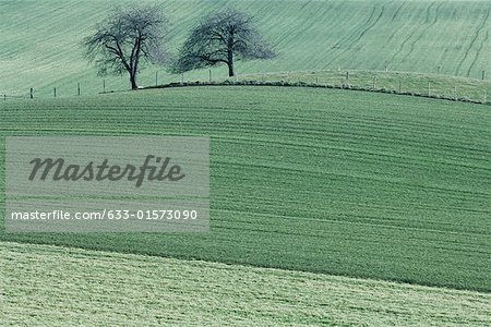 Green fields