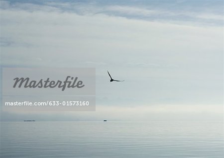 Seascape with seagull flying