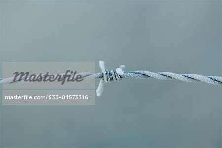 Frost covered barbed wire