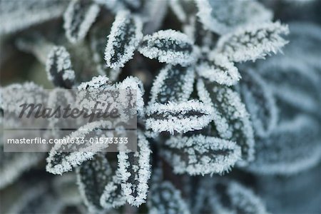 Frost covered plant, high angle view, close-up