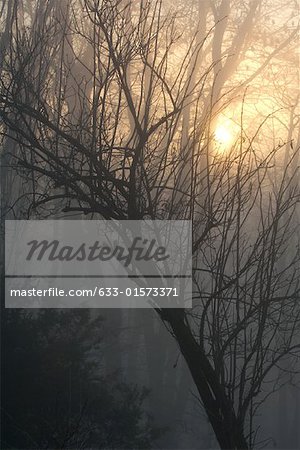 Misty woods at sunrise