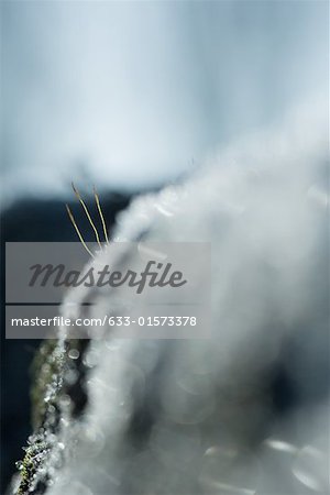 Frost, abstract