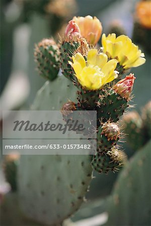 Prickly pear cactus en fleurs, gros plan
