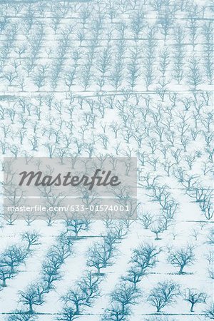 Orchards in snow, full frame