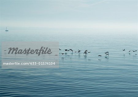 Birds flying close to surface of water