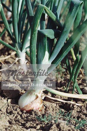 Onions growing