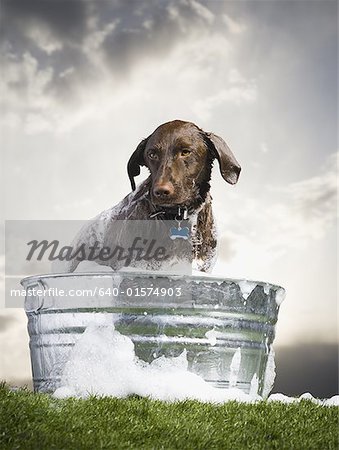 Chien dans le lavabo avec une mousse à l'extérieur les jours nuageux