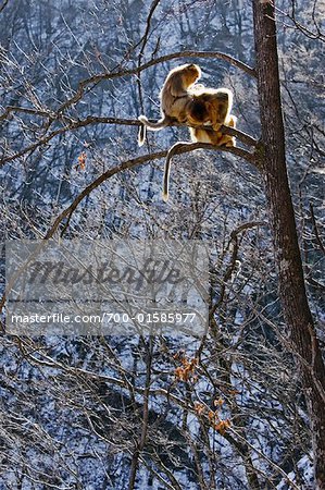 Golden Monkeys Grooming in Tree, Qinling Mountains, Shaanxi Province, China