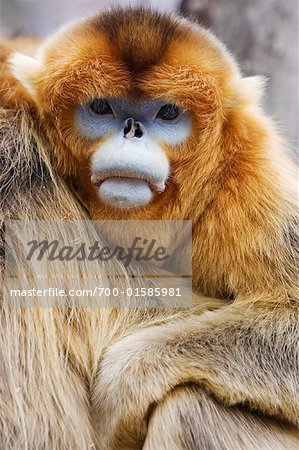 Portrait de Golden Monkey, monts Qinling, Province de Shaanxi, Chine