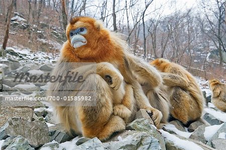 Golden Monkeys Grooming, Qinling Mountains, Shaanxi Province, China